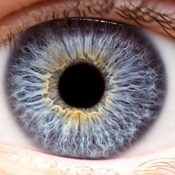 closeup of a cornea