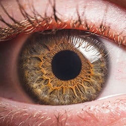 cornea close up